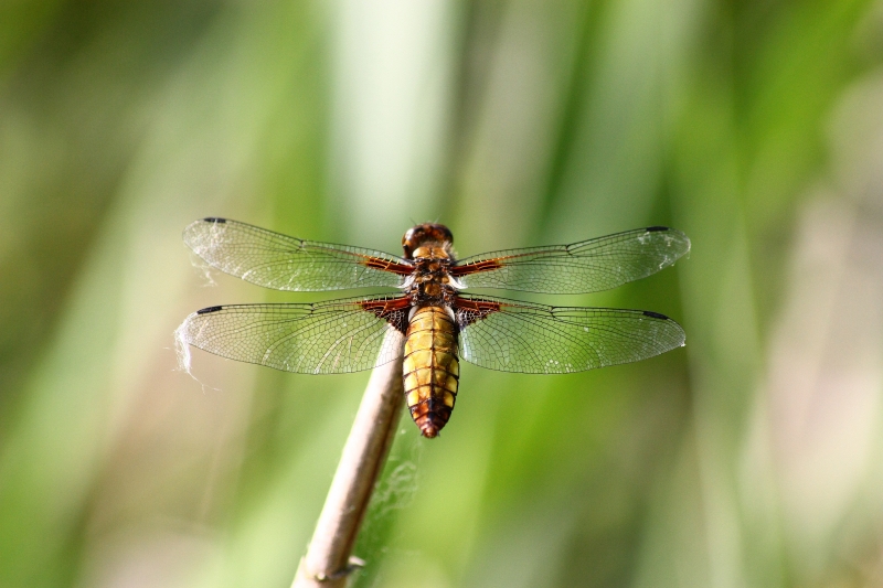 Libellula depressa?